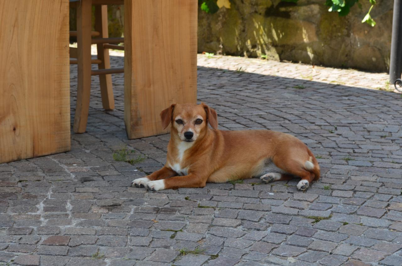 Ca' Borghino Villa Alba  Dış mekan fotoğraf